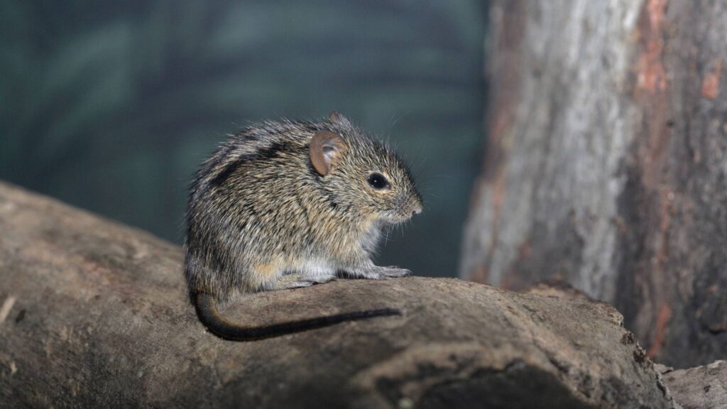 Mudanças climáticas já afetam a fisiologia dos animais (Imagem: Getty Images/ Canva Pro)

