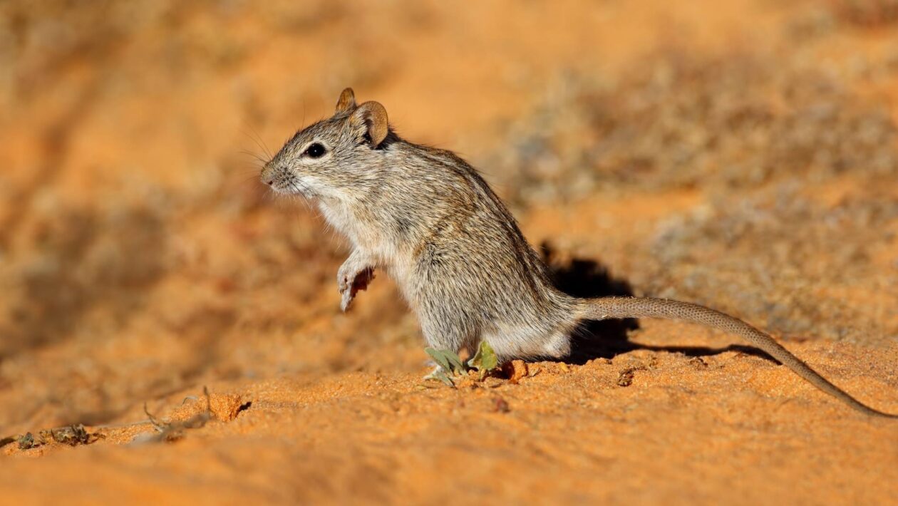Calor extremo engrossa o sangue de mamíferos selvagens (Imagem: Getty Images/ Canva Pro)