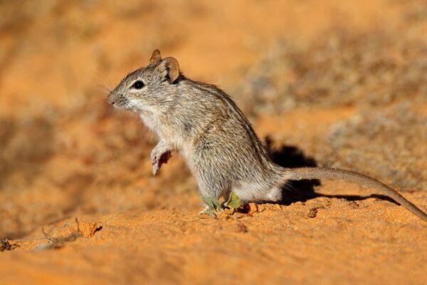 Calor extremo engrossa o sangue de mamíferos selvagens (Imagem: Getty Images/ Canva Pro)