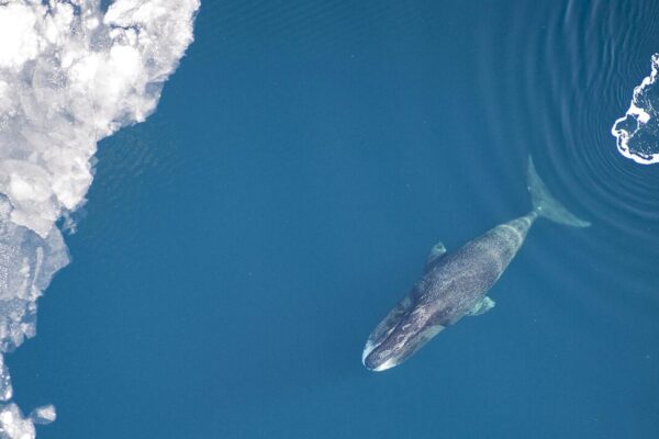 Baleias centenárias podem revelar o segredo genético da longevidade (Imagem: Vicki Beaver, Centro de Ciências Pesqueiras do Alasca, NOAA Fisheries)