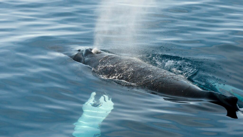 DNA de baleias do Ártico pode ajudar humanos a viver mais (Imagem: Getty Images via Canva)
