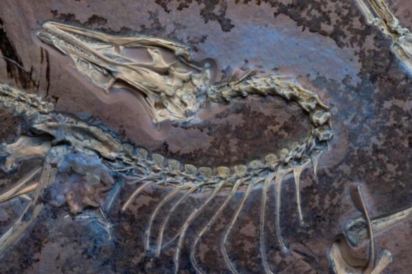 Archaeopteryx: dinossauro com penas, dentes e garras que marcou a evolução das aves. (Imagem: Delaney Drummond/Field Museum)