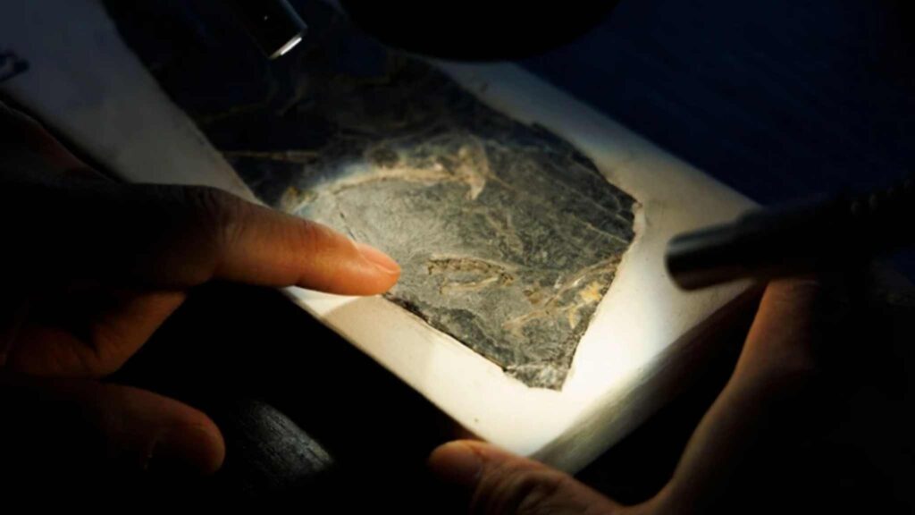 Baminornis zhenghensis: fóssil de 150 milhões de anos que muda a história das aves. (Imagem: Jin Liwang / Xinhua)