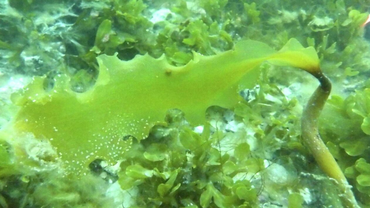 Groenlândia revela o papel das macroalgas no sequestro de carbono (Imagem: Science of The Total Environment (2026)/ CC BY)