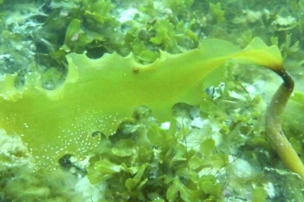 Groenlândia revela o papel das macroalgas no sequestro de carbono (Imagem: Science of The Total Environment (2026)/ CC BY)