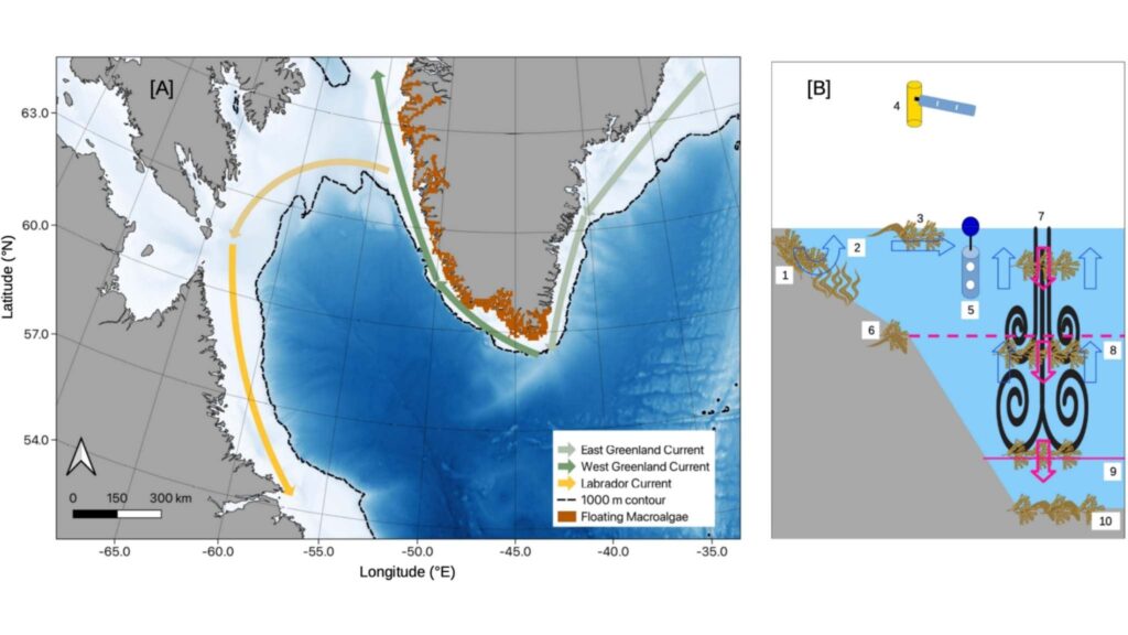 Macroalgas flutuantes transformam o sudoeste da Groenlândia em sumidouro (Imagem: Science of The Total Environment (2026)/ CC BY)

