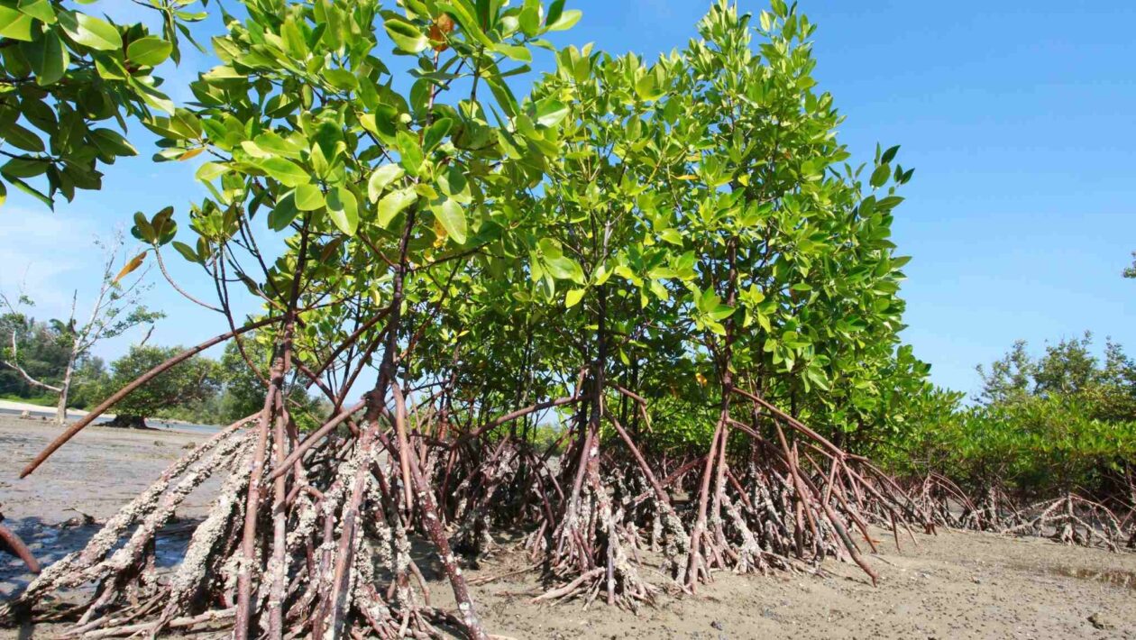 Lixo nos manguezais ameaça vida selvagem e comunidades locais. (Imagem: Getty Images/ Canva Pro)