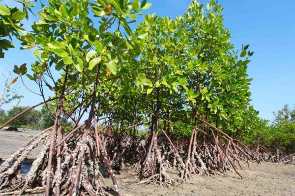 Lixo nos manguezais ameaça vida selvagem e comunidades locais. (Imagem: Getty Images/ Canva Pro)