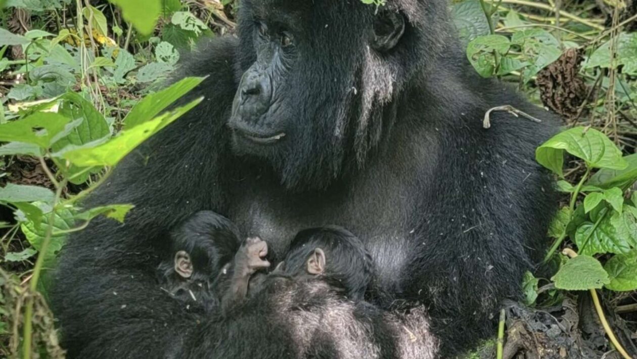 Gêmeos raros nascem entre gorilas-das-montanhas em Virunga (Imagem: Virunga National Park)