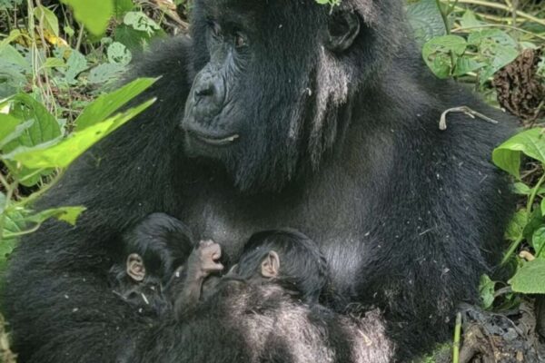 Gêmeos raros nascem entre gorilas-das-montanhas em Virunga (Imagem: Virunga National Park)