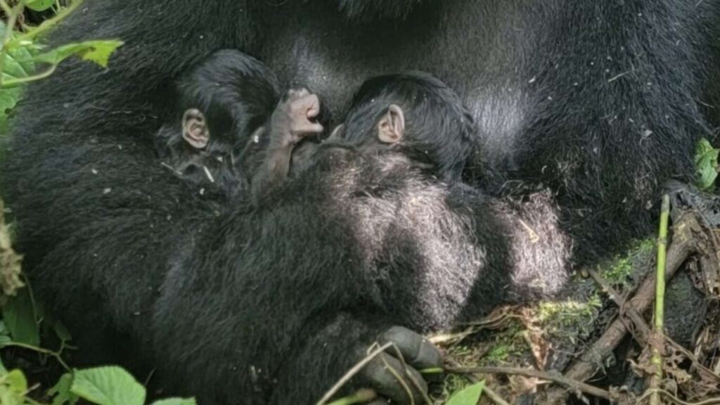 Nascimento duplo de gorila em parque ameaçado traz esperança (Imagem: Virunga National Park)
