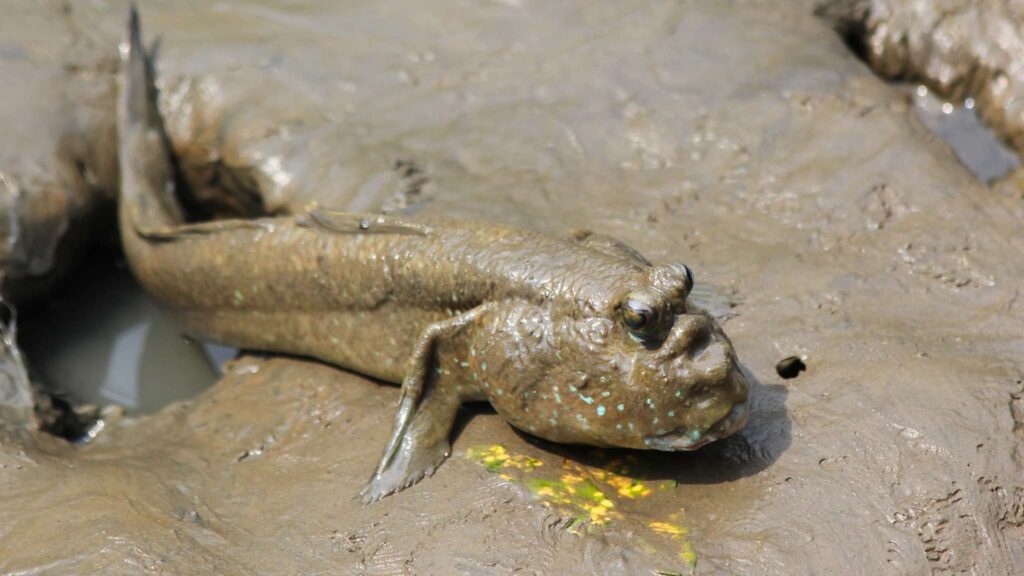 Predador inesperado: peixe invade manguezais e altera ecossistemas (Imagem: Getty Images via Canva)
