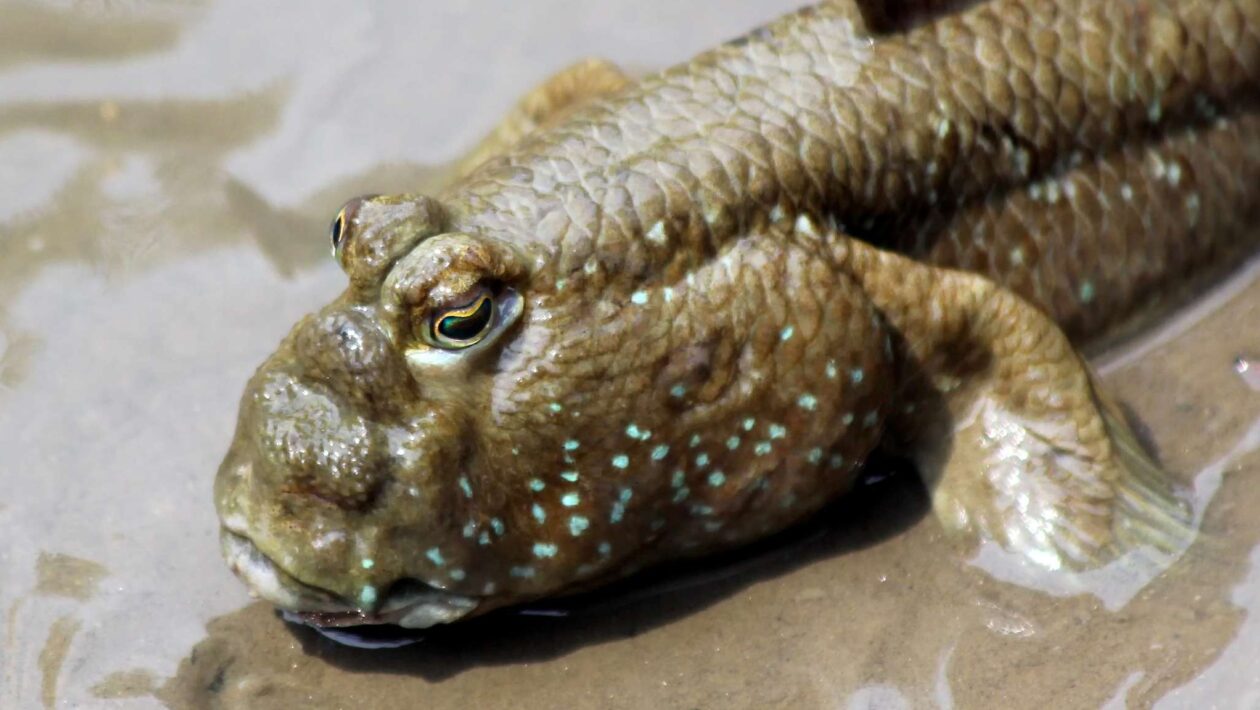 Peixe-saltador-do-lodo caminha em terra e caça ovos de aves (Imagem: Getty Images via Canva)