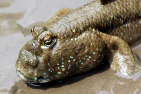 Peixe-saltador-do-lodo caminha em terra e caça ovos de aves (Imagem: Getty Images via Canva)