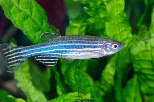 Peixe-zebra reconstrói ossos e inspira avanços da medicina regenerativa (Imagem: neryxcom via Canva)