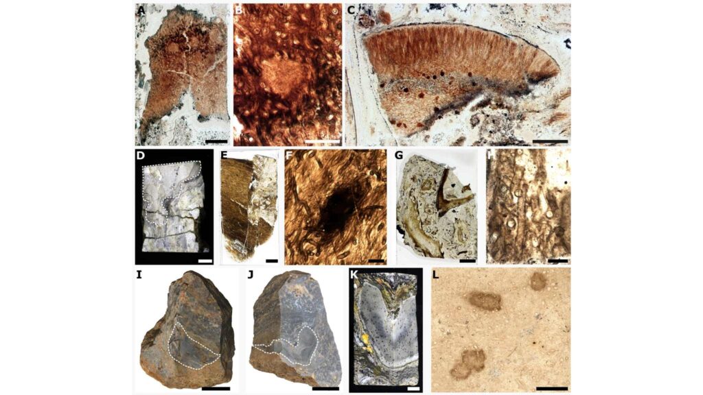 P. taiti preservado em lâminas delgadas e reconstrução artística no ecossistema Devoniano (Imagem: Corentin C. Loron et al./ Science Advances/ CC BY-SA 4.0)

