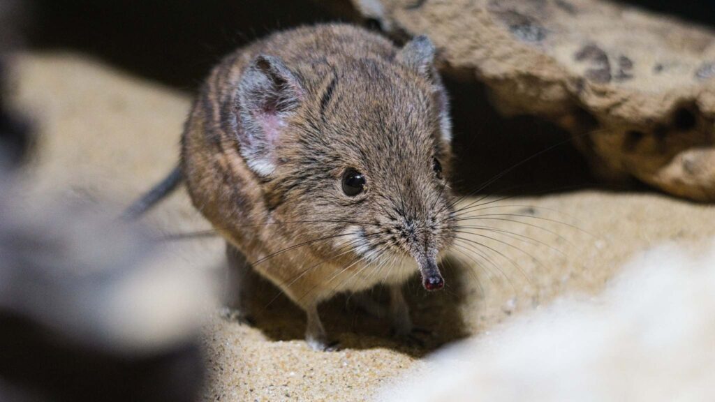 Musaranhos reduzem órgãos para economizar energia no frio. (Imagem: Getty Images via Canva)