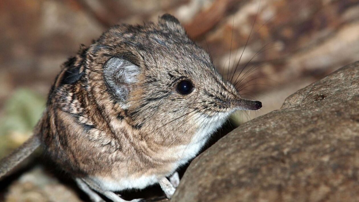 Cérebros que encolhem no inverno e regeneram na primavera. (Imagem: Getty Images via Canva)
