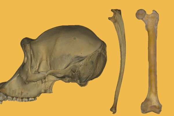 Fóssil de 7 milhões de anos indica marcha bípede precoce. (Foto: Scott A. Williams / Science Advances)