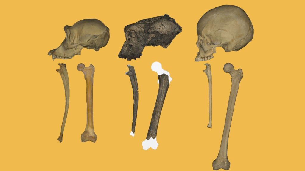 Comparação entre Sahelanthropus, chimpanzé e humano moderno. (Foto: Scott A. Williams / Science Advances)