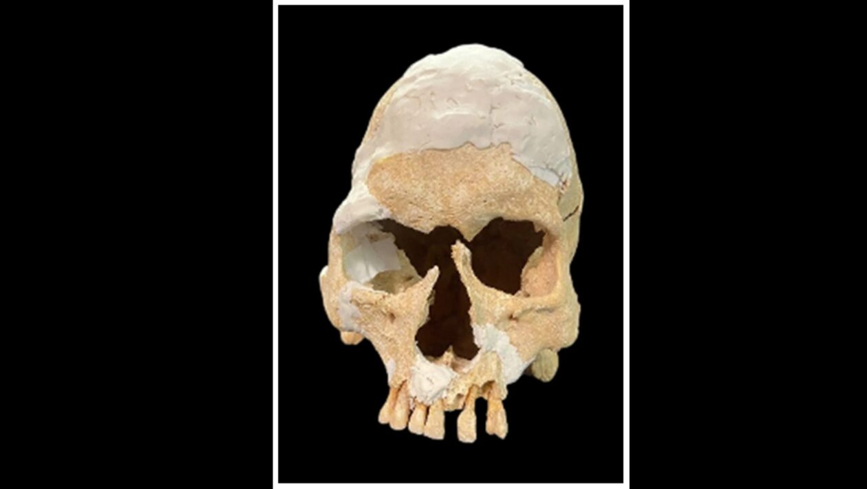 Crânio de T4.2 exibido em vista frontal reconstruída (Imagem: Rissech et al, Heritage (2025), CC BY 4.0)