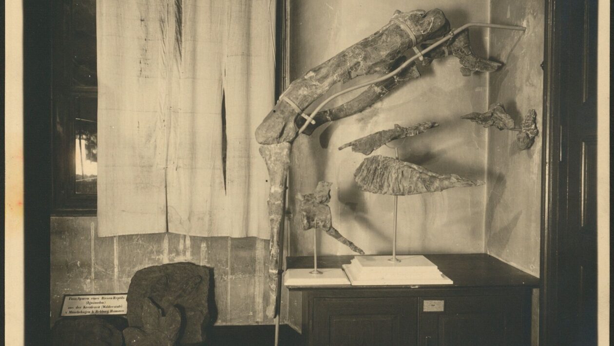 Imagem de arquivo mostrando o espécime em período anterior a abril de 1944. (Foto: Maximiliano Kellermann via PLOS One)