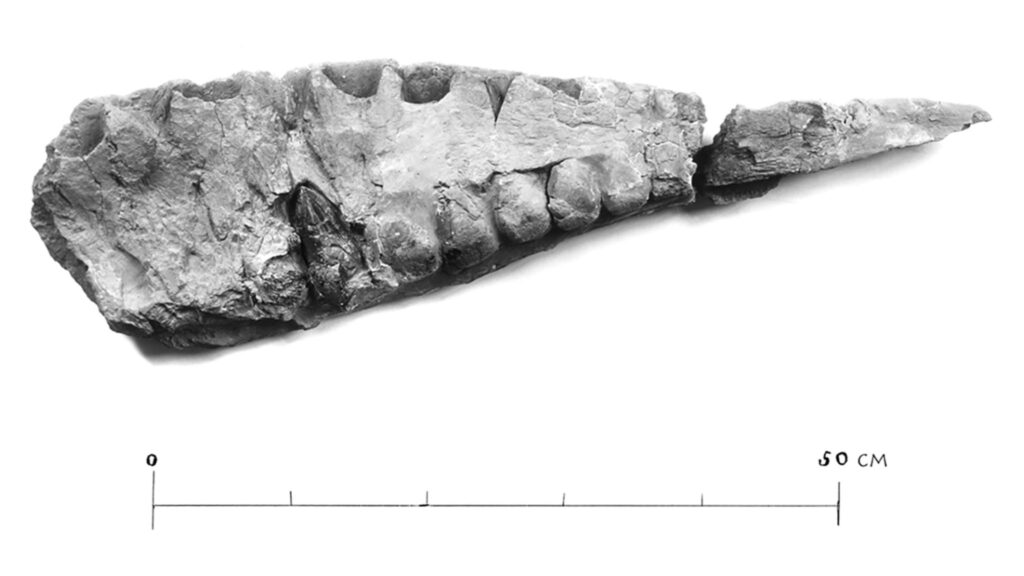 Osso da maxila esquerda do Tameryraptor markgrafi. (Foto: Maximiliano Kellermann via PLOS One)