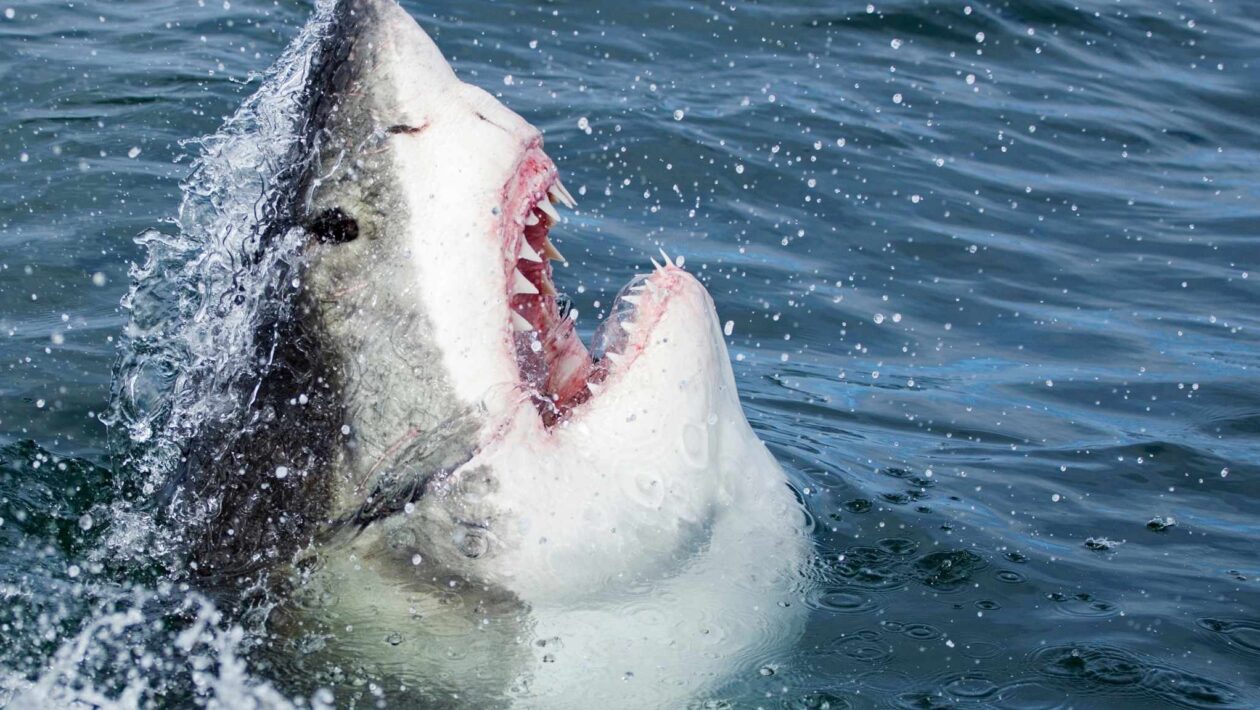Oceanos mais ácidos podem enfraquecer os dentes dos tubarões (Imagem: Getty Images via Canva)