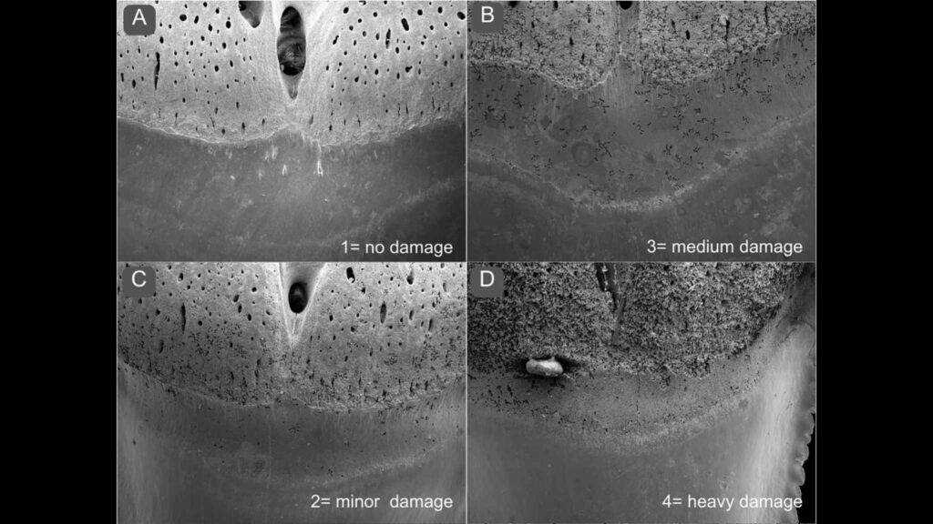 Escala de danos na base dos dentes: 1 intacto, 2 leve, 3 moderado e 4 severo (Imagem: Maximilian Baum et al./ Frontiers in Marine Science/ CC BY)
