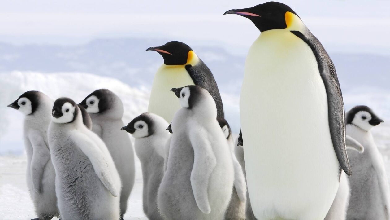 A Antártida esquenta e os pinguins já mudam seu ciclo reprodutivo (Imagem: Getty Images/ Canva Pro)