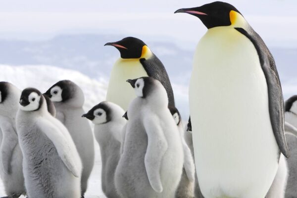 A Antártida esquenta e os pinguins já mudam seu ciclo reprodutivo (Imagem: Getty Images/ Canva Pro)