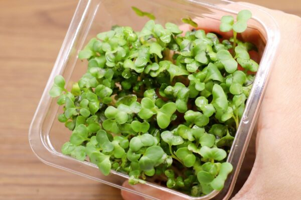 Brotos de brócolis ajudam a reduzir a glicose em pré-diabetes. (Foto: Aflo via Canva)