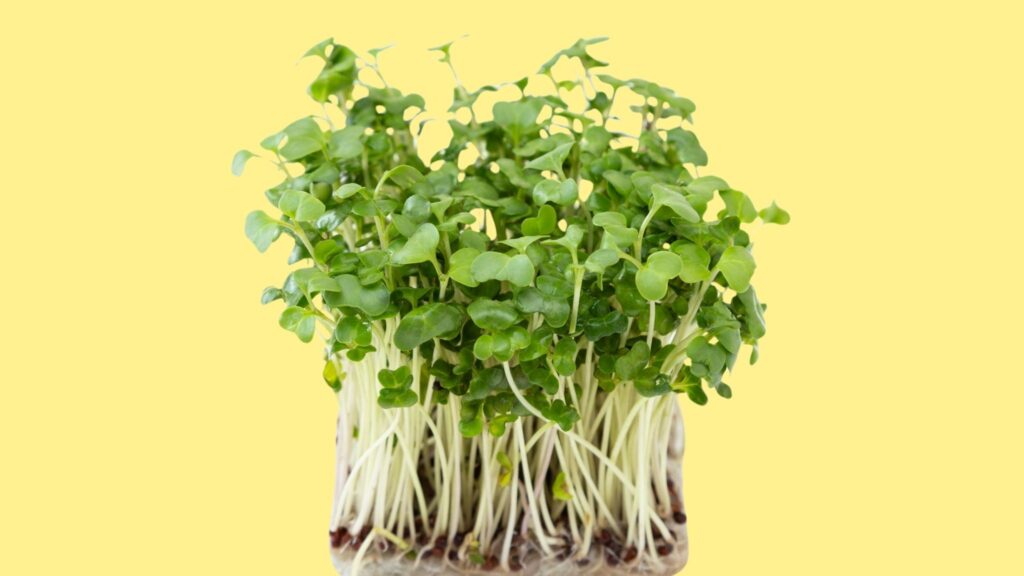 Sulforafano dos brotos impacta o açúcar no sangue. (Foto: Aflo via Canva)