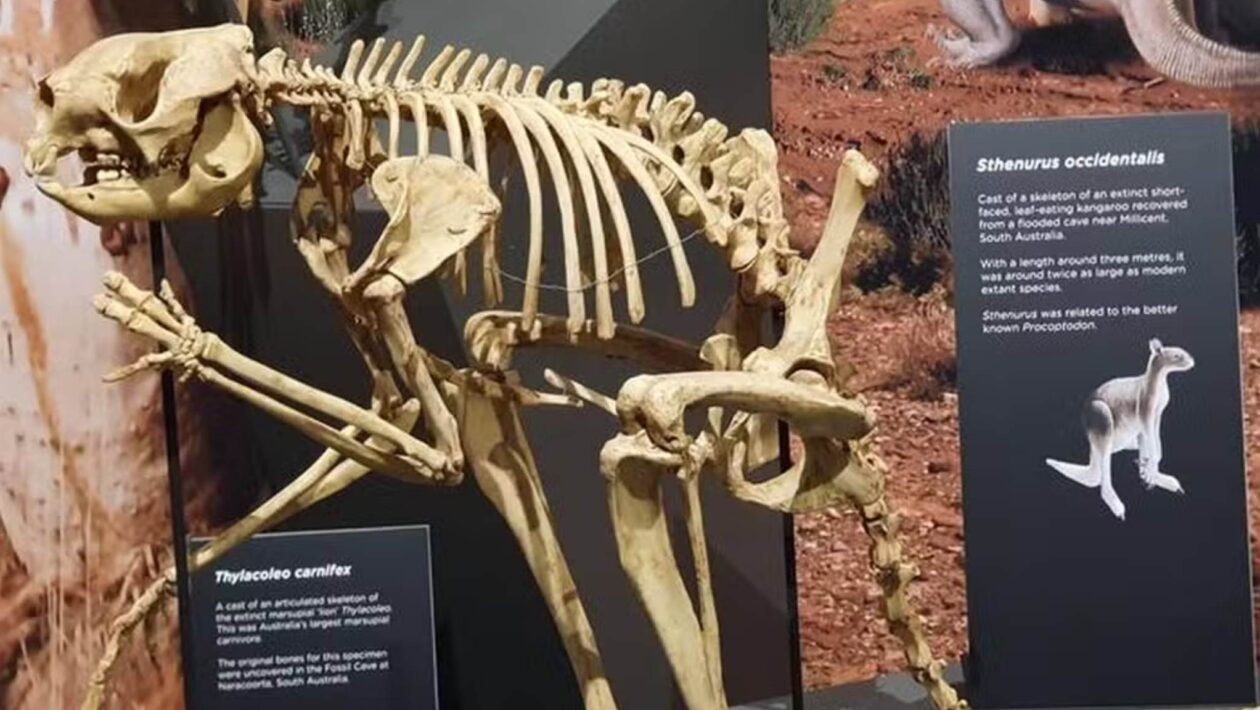 Cangurus gigantes conseguiam saltos curtos, revelam fósseis recentes (Imagem: Megan Jones/Scientific Reports/CC BY-SA 4.0)