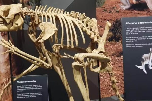 Cangurus gigantes conseguiam saltos curtos, revelam fósseis recentes (Imagem: Megan Jones/Scientific Reports/CC BY-SA 4.0)