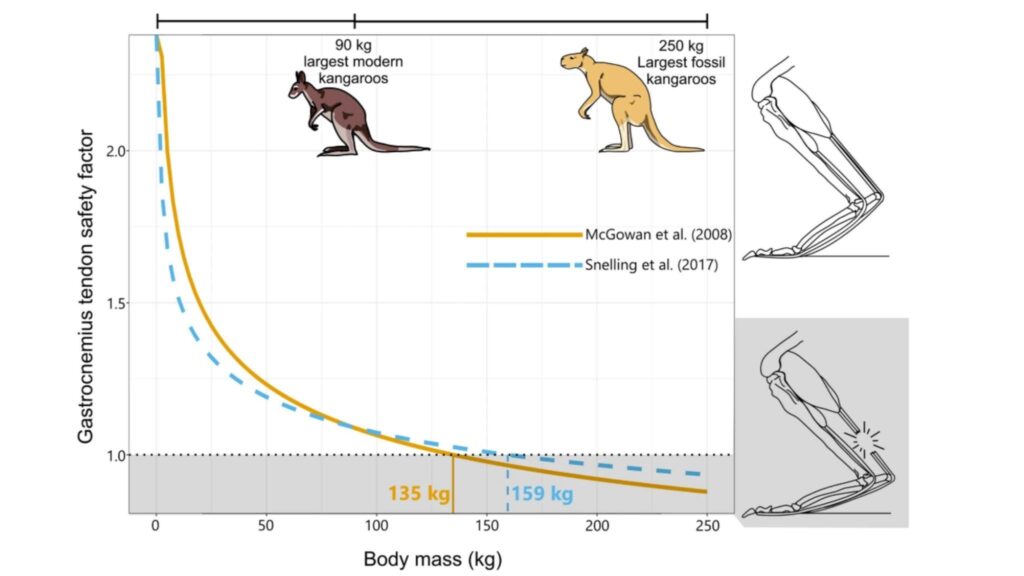 Fósseis mostram que cangurus pré-históricos não eram tão lentos (Imagem: Megan Jones/Scientific Reports/CC BY-SA 4.0)
