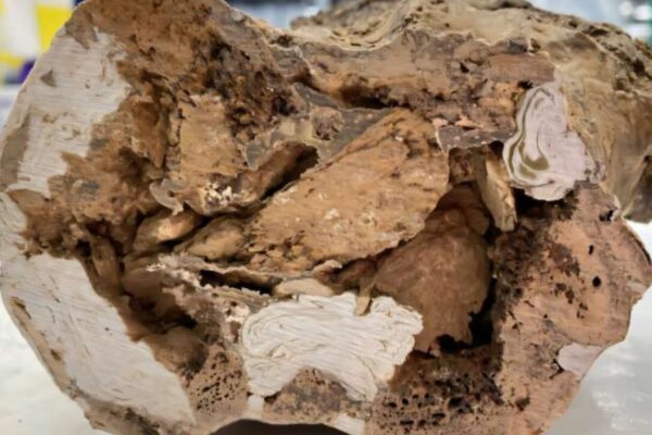 Colágeno preservado é encontrado em fóssil de dinossauro. (Foto: Reprodução / Universidade de Liverpool)