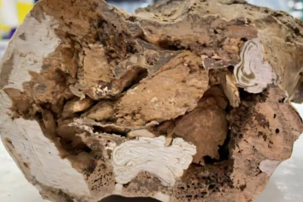 Colágeno preservado é encontrado em fóssil de dinossauro. (Foto: Reprodução / Universidade de Liverpool)