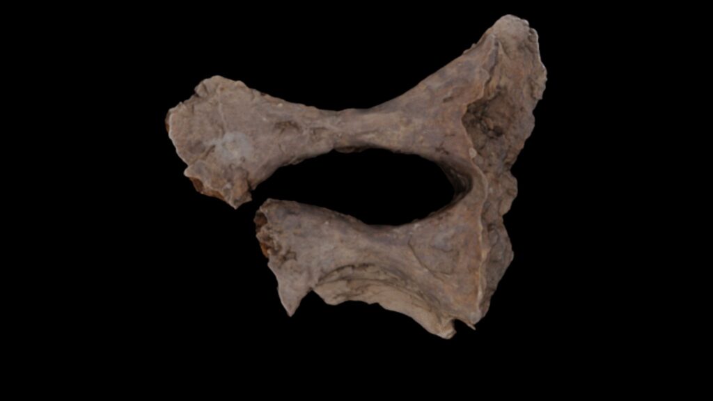 Fragmento de sacro de Edmontosaurus analisado no estudo. (Foto: Reprodução / Universidade de Liverpool)