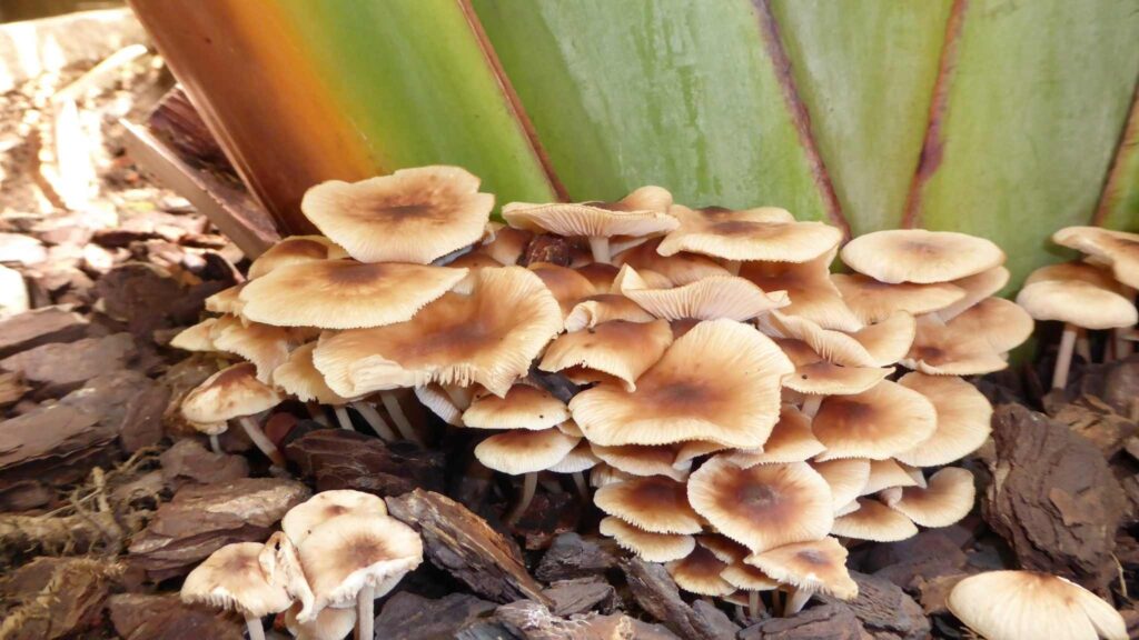 Fungos usam pulsos elétricos para manter o equilíbrio do solo (Imagem: Getty Images/ Canva Pro)