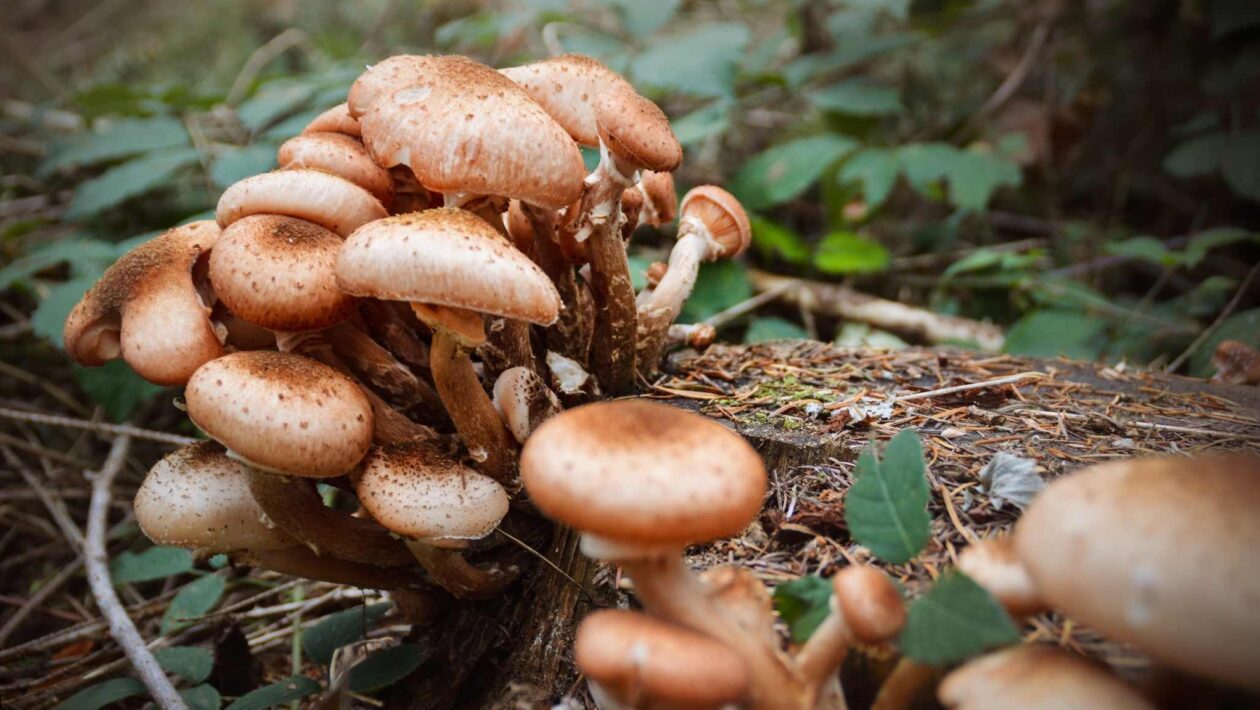 Cogumelos trocam sinais elétricos e conectam toda a floresta (Imagem: Getty Images/ Canva Pro)