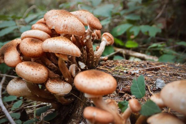 Cogumelos trocam sinais elétricos e conectam toda a floresta (Imagem: Getty Images/ Canva Pro)