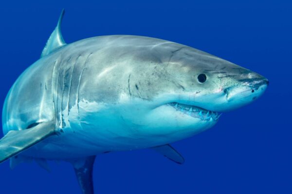 Tubarões brancos desenvolvem dentes adaptados ao crescimento e dieta (Imagem: Getty Images/ Canva Pro)