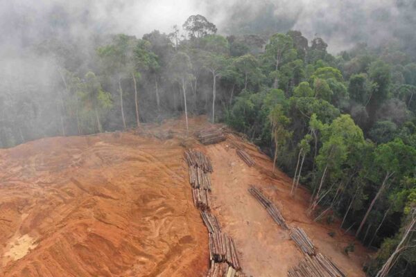 Amazônia mais quente e seca com avanço do desmatamento. (Imagem: Getty Images/ Canva Pro)