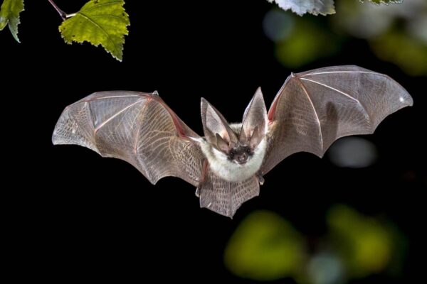 Morcegos usam som para “enxergar” no escuro total (Imagem: Getty Images/ Canva Pro)