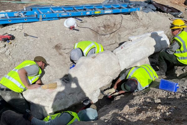 Paleontólogos descobrem fósseis inéditos de Diplodocus no Colorado. (Foto: NPS/ReBecca Hunt-Foster)