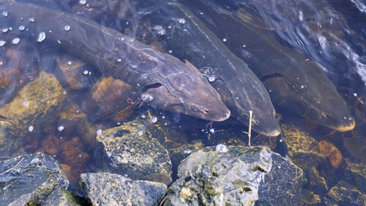 Peixe pré-histórico retorna e transforma ecossistemas dos EUA. (Foto: Engbretson via Biblioteca Digital Nacional dos EUA)