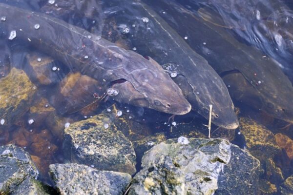 Peixe pré-histórico retorna e transforma ecossistemas dos EUA. (Foto: Engbretson via Biblioteca Digital Nacional dos EUA)