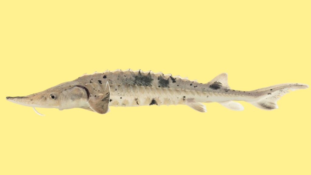 Esturjão-do-lago volta a rios e impulsiona a biodiversidade. (Foto: Pradaria Montanhosa do USFWS via Wikimedia Commons)