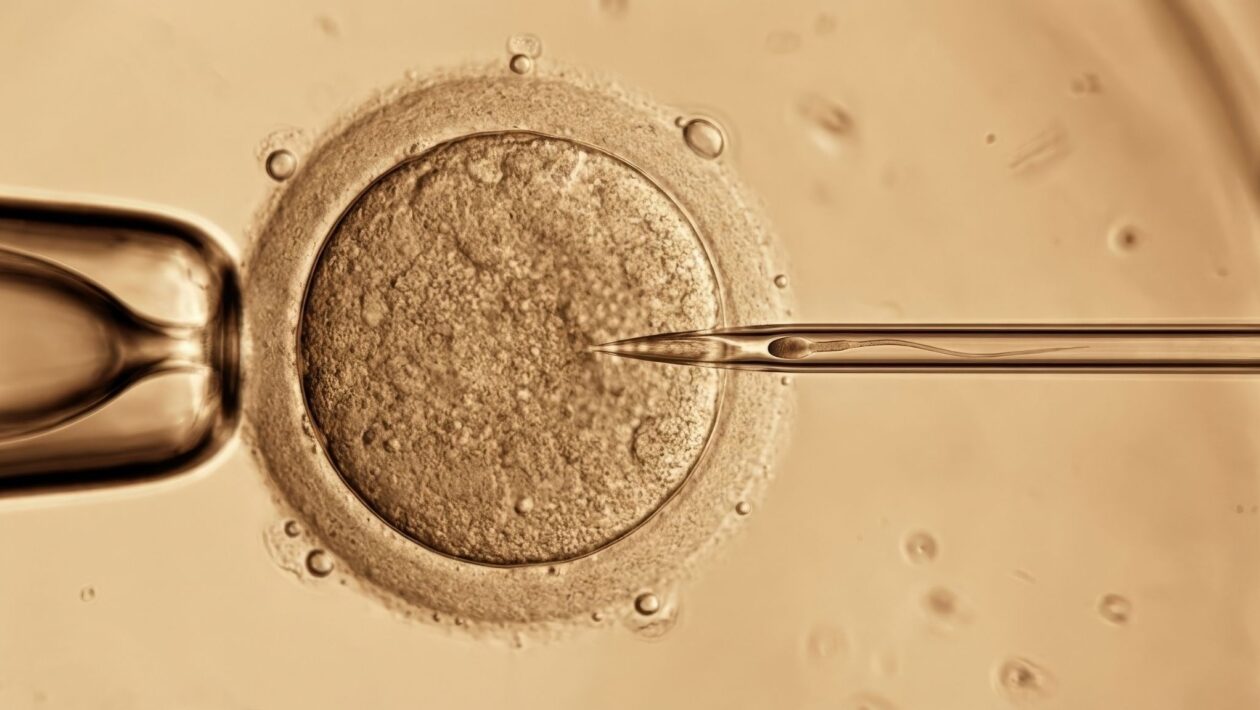 Nova técnica revela por que óvulos envelhecem com a idade. (Foto: Tinttrex via Canva)